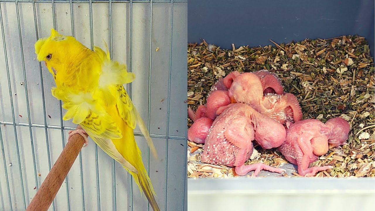 MUHABBET KUŞLARI SON DURUMLARI, LACEWİNG JAPONES ÜRETİMİ