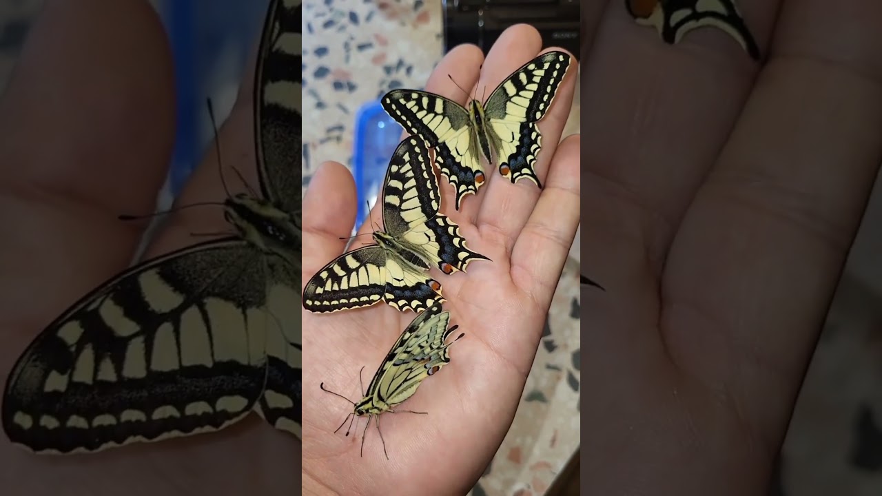 Old world swallowtail / Papilio machaon 