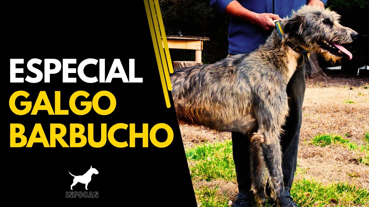 Galgo Barbucho el Cazador más VELOZ ¿Complemento ideal para el Dogo ...