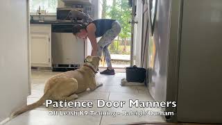 Husky Pit Bull Mix 5.5mo 'Patience' OLK9 Video - Husky Pit Bull Mix Dog Training by Off Leash K9 Training 233 views 2 years ago 9 minutes, 50 seconds