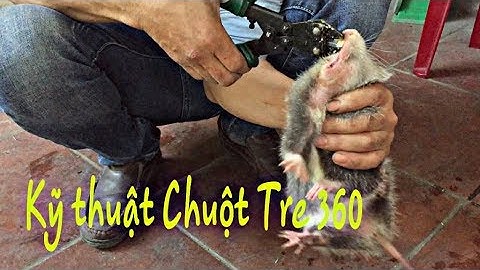 Dúi trung quốc | Dúi mốc đại | Kỹ thuật nuôi dúi | Xử lý và cho ăn dúi bị bấm răng | Chuột Tre 360