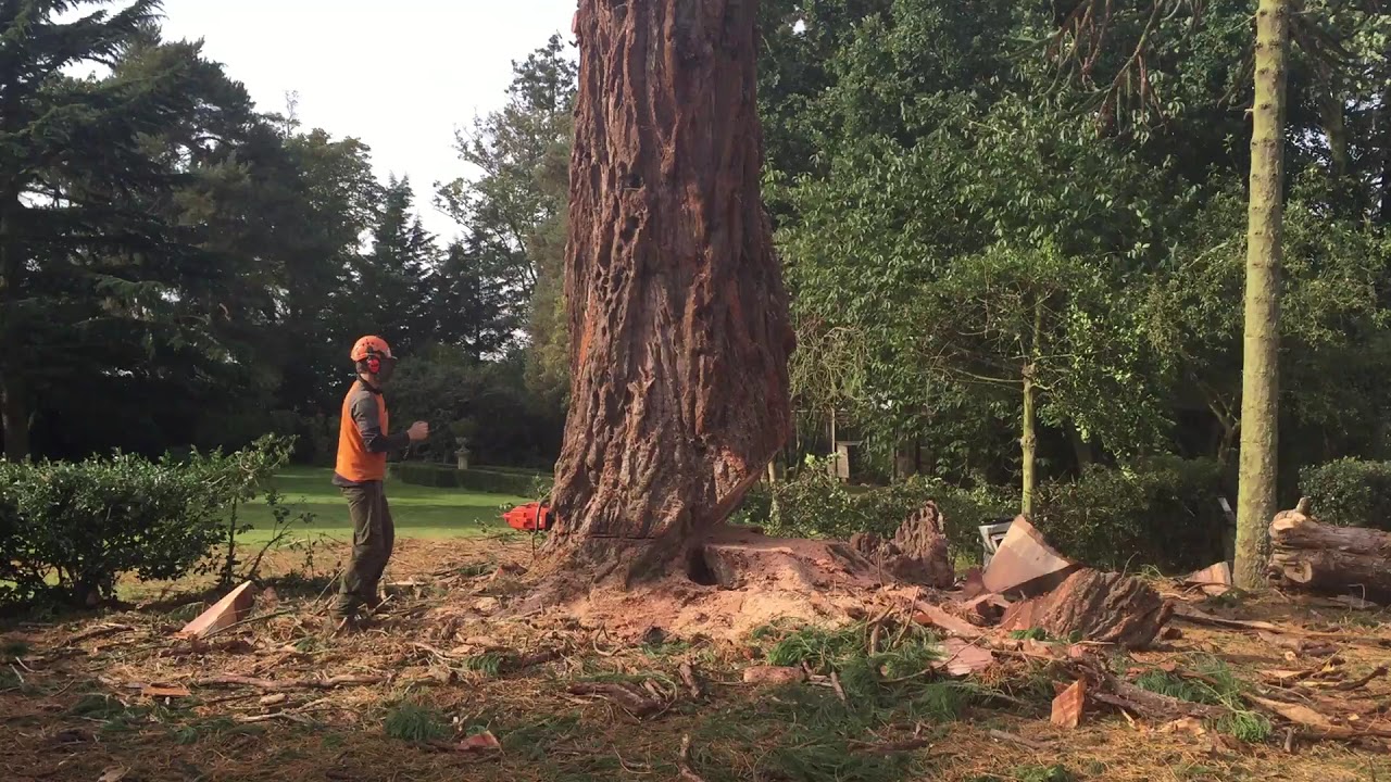 IMG 0450 Large Redwood Tree Felling Uk by Alistair Magee A.M Tree