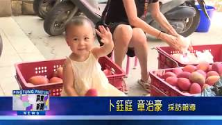 109 0518 林邊芒果父女檔 種出無毒香甜美味愛文