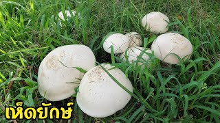 เห็ดยักษ์โบราณ เห็ดขนาดใหญ่ที่มักออกเป็นกลุ่มใหญ่ และมีรสชาติที่อร่อย ทำได้หลายเมนู