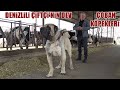 DEV GİBİLER GERÇEKTEN YOK BÖYLE BİR ŞEY !! HAYALİM DEKİ ANADOLU ÇOBAN KÖPEKLERİN DEN YAVRU ALIYORUM