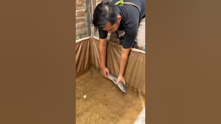 Beli Ikan Channa Barca Untuk Teman Ikan Lele Albino #channa #channabarca #lele #lelealbino #teman