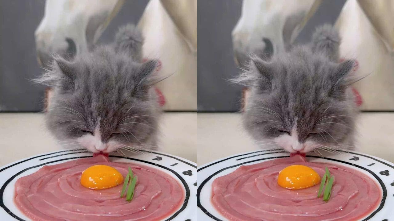 Meat Platter #Cat #Cat #Miao Star #Cat Owner #Foodie Cat