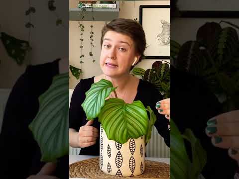 Video: Poinsettia Bitkilerinin Bakımı İle İlgili İpuçları