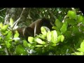 Wild woolly monkey in the yasuni