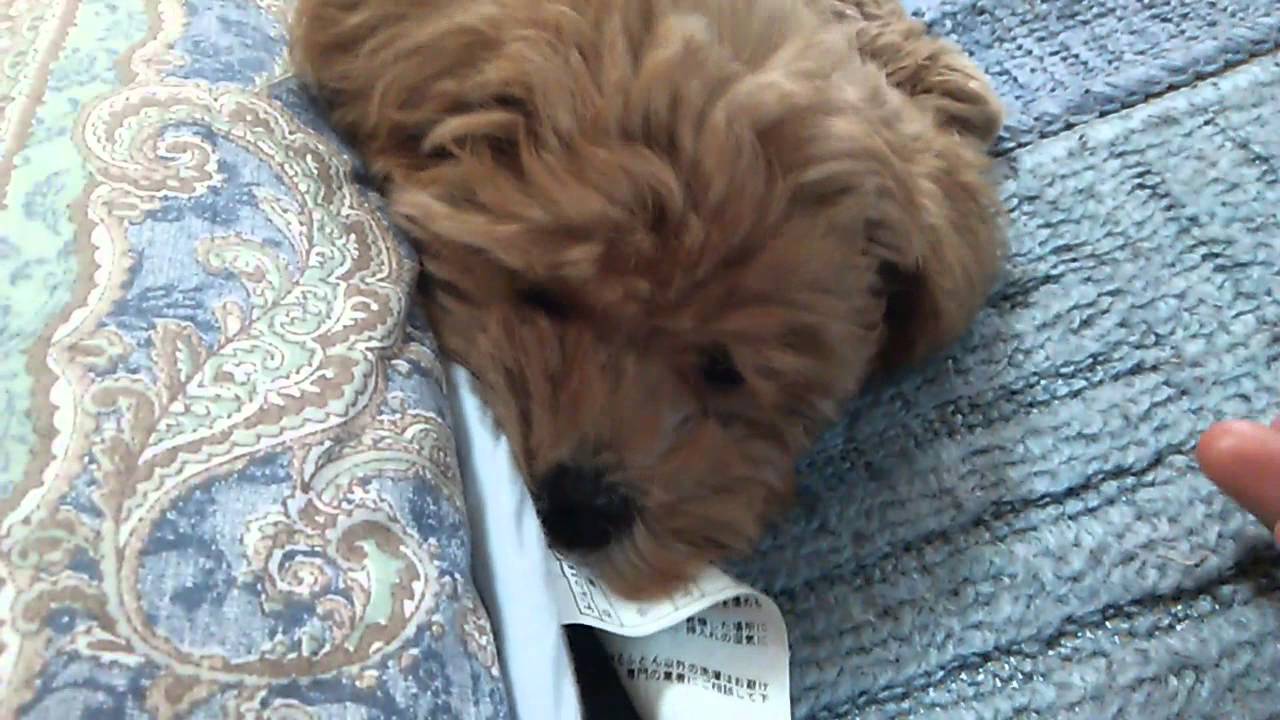 マルプー ２ヶ月 ミックス犬 トイプードルとマルチーズ Youtube