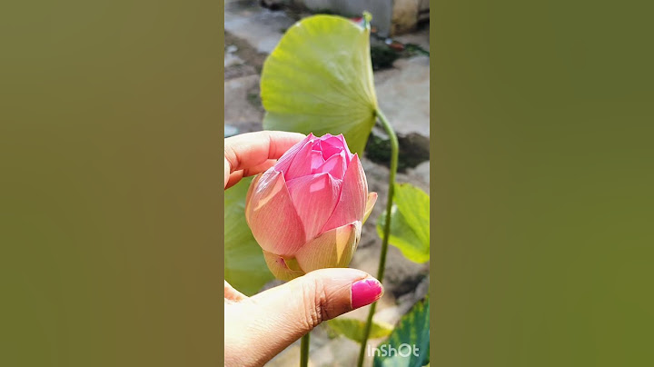 Lotus 🪷#beautiful #beauty #love ##devotional #flowers #youtubeshorts