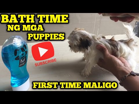 BATH TIME NG MGA PUPPIES|kailan pwede paliguan ang tuta/aso|Jonas Begino