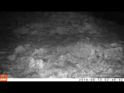 Видео снежного барса в национальном парке "Тункинский"
