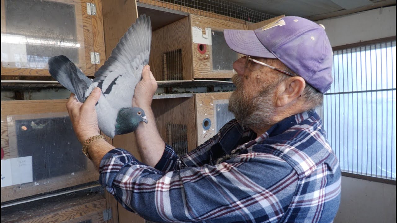 Голубиные гонки — тур по лофту с Карлом Вольмахером TopGun Racing Pigeon Club