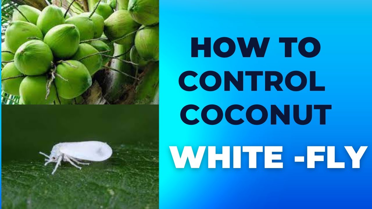 how-to-control-white-fly