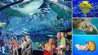 800 volts Fish | Ripley’s Aquarium of Canada | #RipleysAquarium |   | 4K | #OruCanadianMalayali