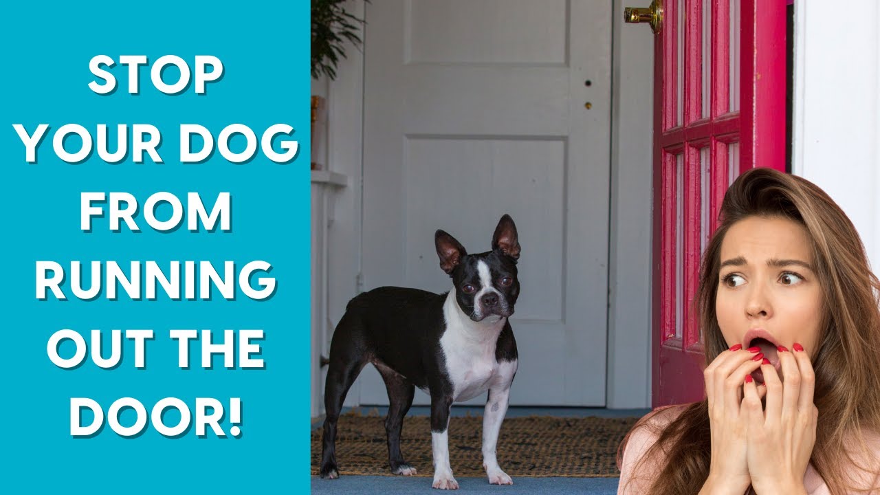 Door-Darting: How to Stop a Dog From Running Out the Door · The Wildest