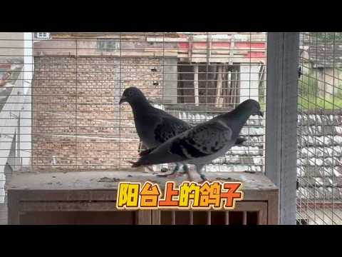 This pair of pigeons let everyone down #birds #vlog #homingpigeon #pigeonloft #pigeon