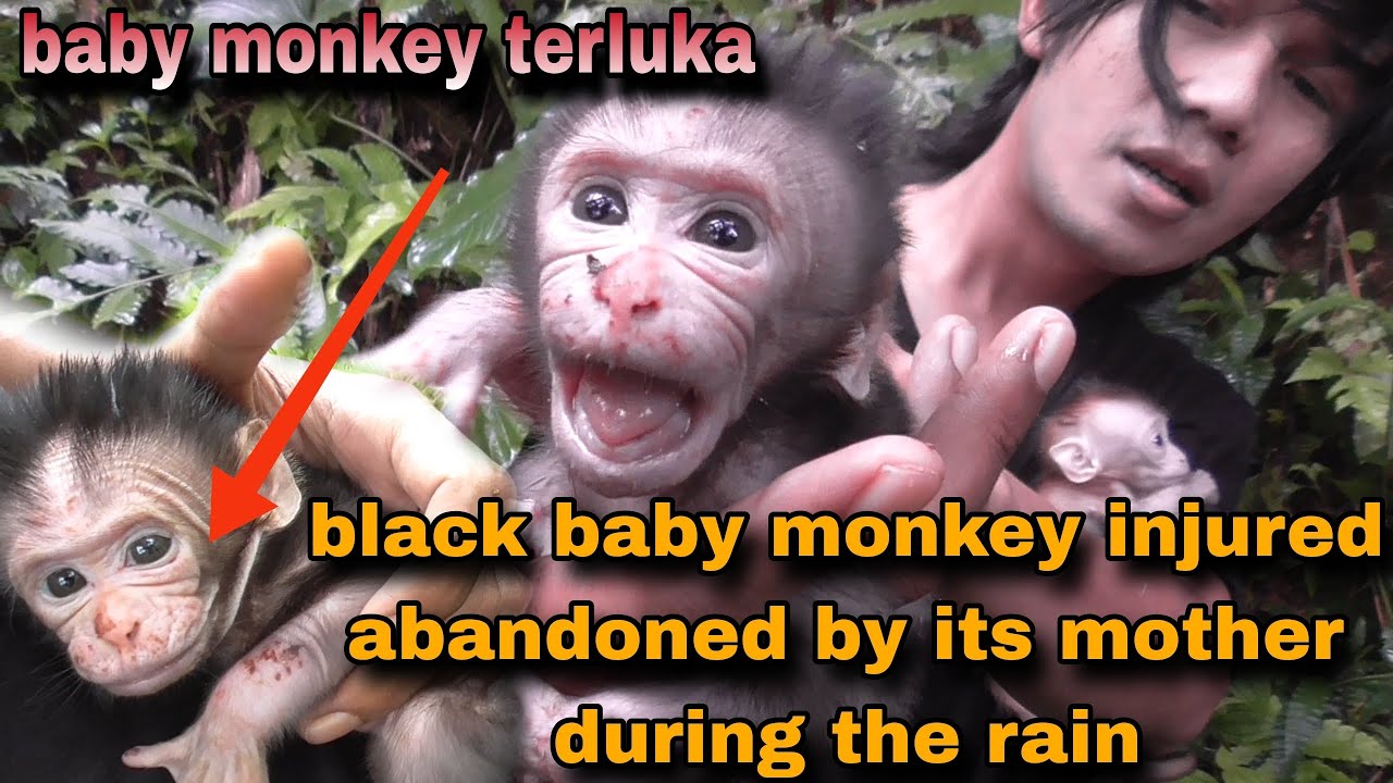 KASIHAN SEKALI‼️BABY MONKEY DI YANG TERLUKA DI TINGGALKAN OLEH INDUKNYA SAAT HUJAN