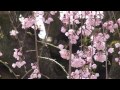 満開の夫婦桜