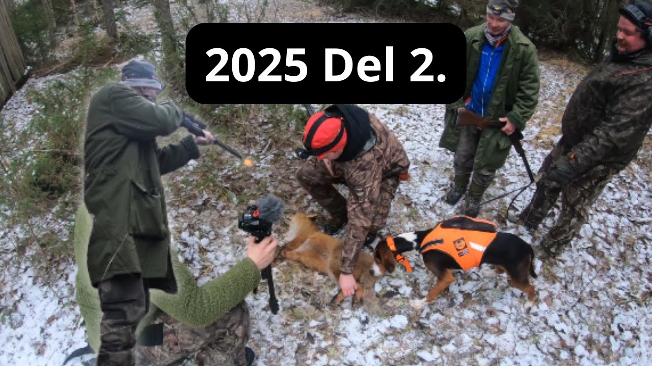 Rävjakt 2025 del 2.