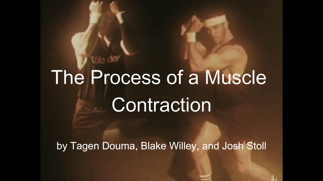 Muscle Contraction Video - KINH 391 - YouTube