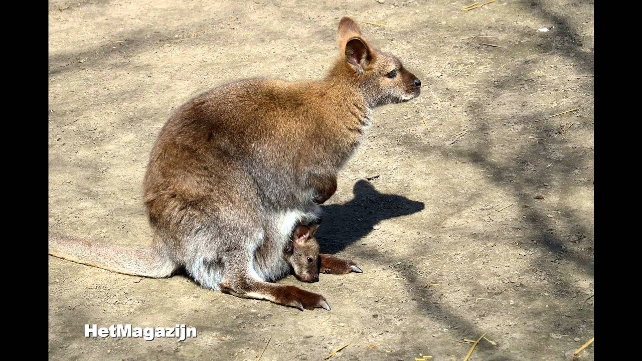 dierenpark hoenderdaell dierenpark hoenderdaell