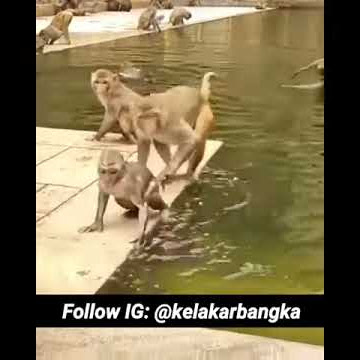 Kelakar Bangka Versi Monyet😂