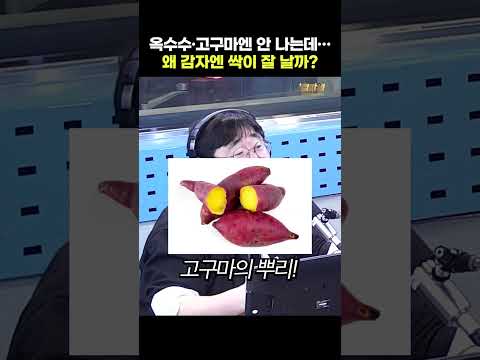 옥수수, 고구마랑 다르게…감자는 ○○이다 thumbnail
