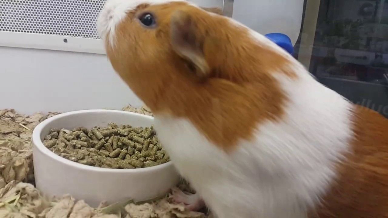 petco guinea pig