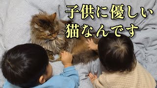 子供に優しい猫【長毛猫日記】
