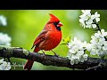 Beautiful birds singing in forest 4k  relaxing bird sounds instant relief from stress and anxiety