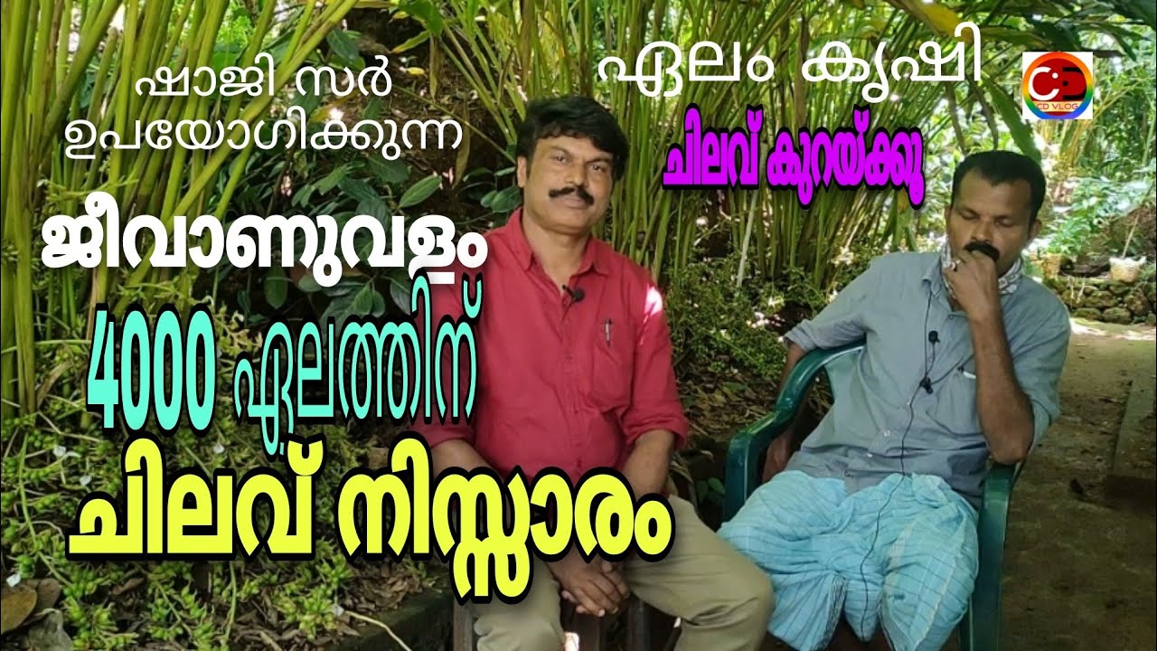 ഏലം കൃഷി ഷാജി സർ ഉപയോഗിക്കുന്ന ജീവാണു വളം 4000 ഏലത്തിന് ചിലവ് നിസ്സാരം 