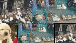 LOW PRICE DOG MARKET OUTSIDE DOG SHOW |PANCHKULA DOG SHOW