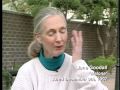 Jane Goodall Chimpanzees and War