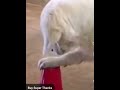 dog playing with cup very sweet dog like share subscribe Karo guy's