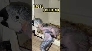 Breeding Parrot, Penangkaran Burung Paruh Bengkok #Shortvideo #Penangkaran #Breeding #Parrot