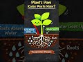 बारिश के बाद मिट्टी की खुशबू क्यों आती है? 🌧️🌱 | Petrichor explained #education #plains #gkshorts