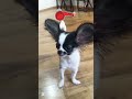 Big Ear 👂Puppy 🐶 #puppy #dog #pets