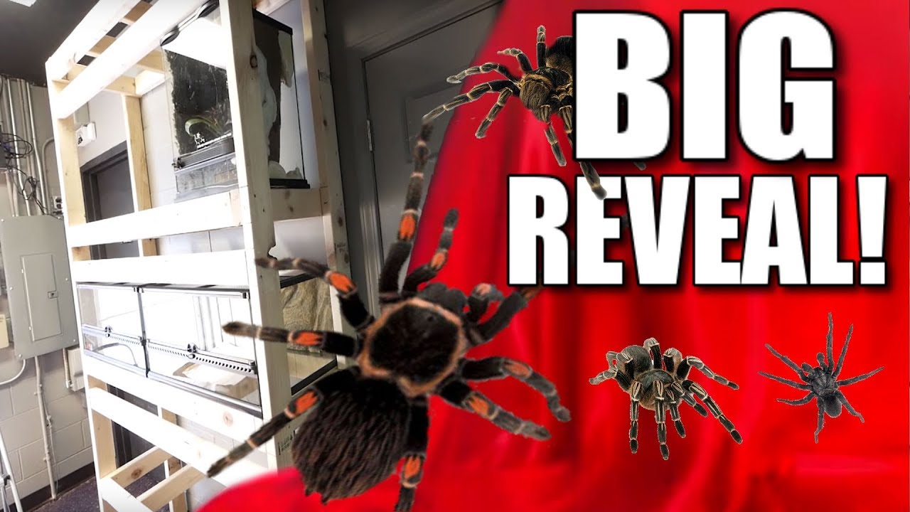 vlogs in spanish TARANTULA WALL BUILD AT MY REPTILE ZOO!!! | BRIAN BARCZYK