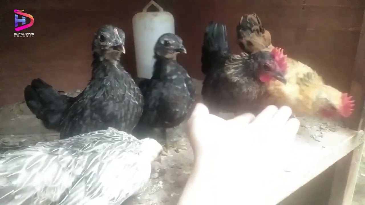 Sukses ternak ayam serama dan kalkun tahun 2024