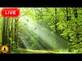 🔴 Peaceful Music for Mind Relaxation: Calming Music, Stress Relief Music, Meditation Music, River