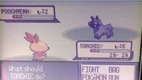Live Shiny Torchic after 11,916 soft resets on Ruby with no shiny Poochyenas!