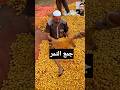 طريقه تقليديه لجمع التمر 