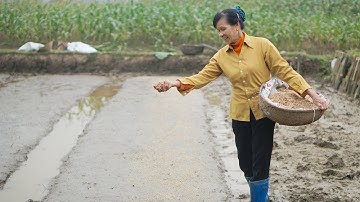 Nội Đi Gieo Mạ Và Bữa Cơm Đạm Bạc Cùng Món Đỗ Xào / Cơm Nội Nấu