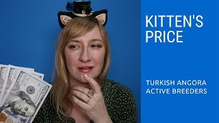 Turkish Angora Kitten Price by Turkish Angora Cats Active Breeders 2,481 views 5 years ago 13 minutes, 33 seconds