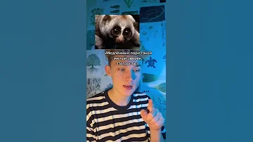 Медленный лори - ядовит