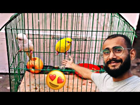 Vidéo: Jardine's Parrot