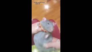 judas dance... but a rat is here