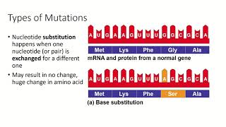 Genes and Genomes Part 4, Mutations and RNA Splicing